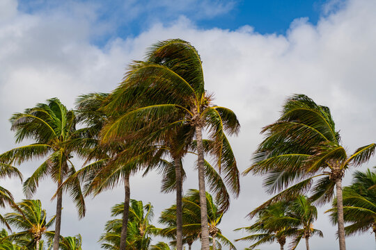 Hurricane in Florida. Palm tree in hurricane weather. Tropical beach in Miami. Tropical windy weather with palm tree. Strong wind. Exotic nature. Palm tree on windy weather. Swaying palm trees