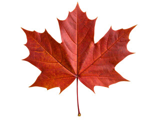 Fototapeta premium Red Maple Leaf – Isolated on Transparent Background, High Detail Photorealistic Illustration 