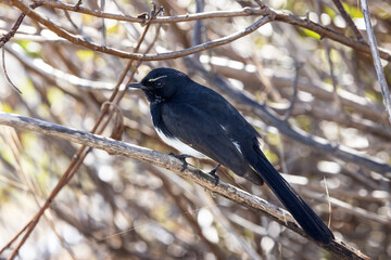 Close-up of a beautiful black & white Willie Wagtail passerine bird (Rhipidura leucophrys) perched in the branches of a coastal bush.