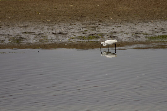 Elegant great white egret foraging in the shallow waters of the Ramallosa marsh in Nigran