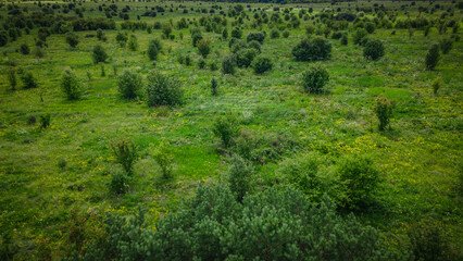 Aerial photo of green wildlife in summer