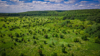 Aerial photo of green wildlife in summer