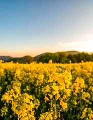 Obraz premium Golden field at sunset (2)