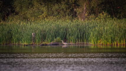 a heron on a summer pond