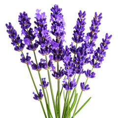 Naklejka premium A beautiful bunch of purple lavender flowers with green stems isolated on a white background