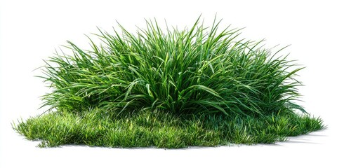Lush green grass clump, isolated on white