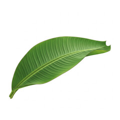 Obraz premium Photorealistic Banana Leaf