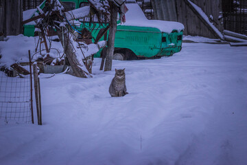a domestic cat in winter in the village