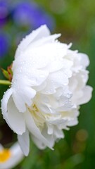 Close-up of a dew-kissed white peony blossom