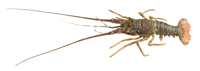 Raw wild fresh spiny lobster. Spiny Lobster (Palinurus Elephas). Fresh spiny lobster isolated. Fresh Spiny Lobsters Asia Seafood in transparency background.