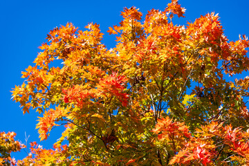 Fallen leaves. Autumn nature forest. Orange and yellow fall leaves. Fall season colors. Nature in...