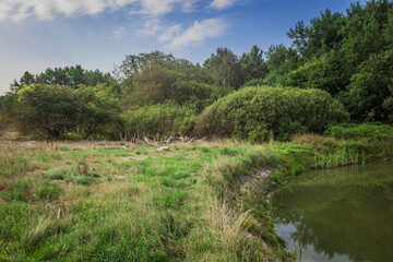 pond in summer in the wild