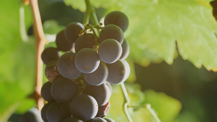 Ripe red grapes hanging from vine in vineyard sunlight