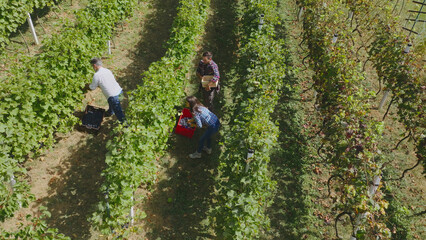 Winegrowers harvesting grapes in vineyard during sunny day