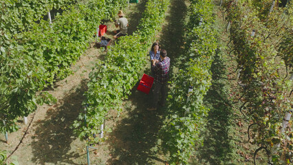 Farmers harvesting grapes in vineyard during sunny day