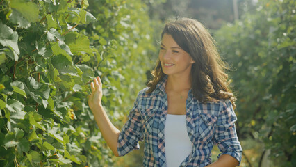 Winemaker woman checking grape vines in vineyard during sunny day