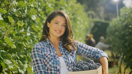 Fototapeta premium Winemaker woman holding crate of grapes during wine harvest in vineyard