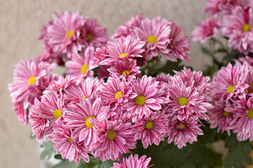 colorful blooming chrysanthemums in the garden and flower pot