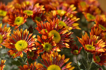 colorful blooming chrysanthemums in the garden and flower pot