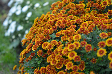 colorful blooming chrysanthemums in the garden and flower pot