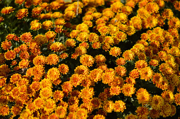 colorful blooming chrysanthemums in the garden and flower pot