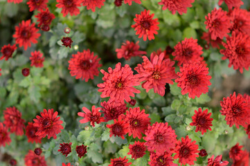 colorful blooming chrysanthemums in the garden and flower pot