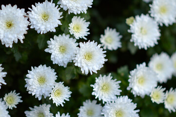 colorful blooming chrysanthemums in the garden and flower pot