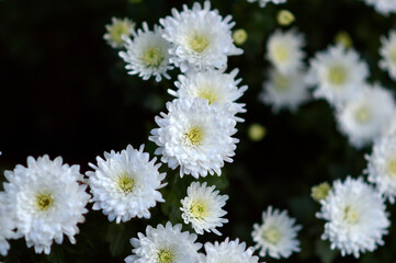 colorful blooming chrysanthemums in the garden and flower pot