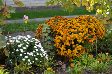 colorful blooming chrysanthemums in the garden and flower pot