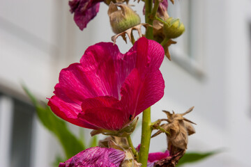 Red flower. Red mallow flowers close-up photography, selective focus. Beautiful Malva flower close...