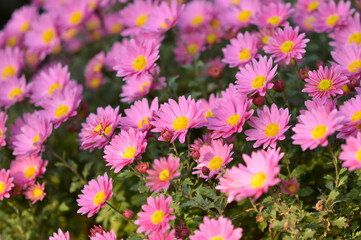 colorful blooming chrysanthemums in the garden and flower pot