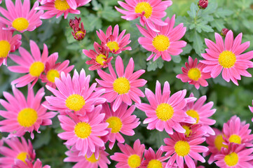 colorful blooming chrysanthemums in the garden and flower pot