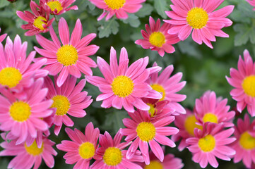 colorful blooming chrysanthemums in the garden and flower pot