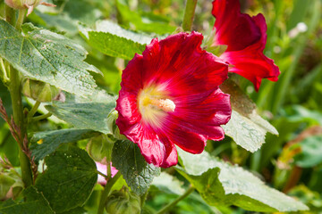 Red flower. Red mallow flowers close-up photography, selective focus. Beautiful Malva flower close...
