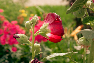 Red flower. Red mallow flowers close-up photography, selective focus. Beautiful Malva flower close...