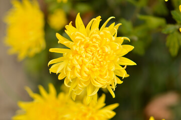 colorful blooming chrysanthemums in the garden and flower pot
