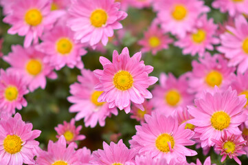 colorful blooming chrysanthemums in the garden and flower pot