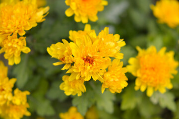 colorful blooming chrysanthemums in the garden and flower pot