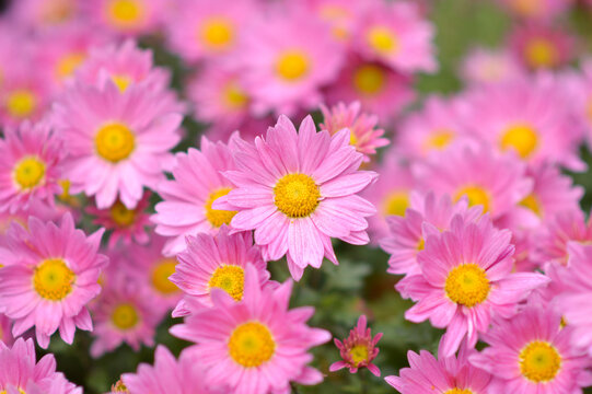 colorful blooming chrysanthemums in the garden and flower pot