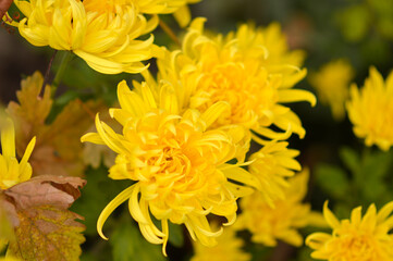colorful blooming chrysanthemums in the garden and flower pot