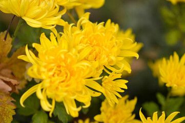 colorful blooming chrysanthemums in the garden and flower pot