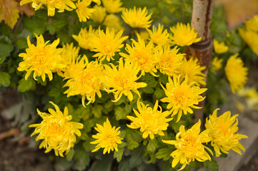 colorful blooming chrysanthemums in the garden and flower pot