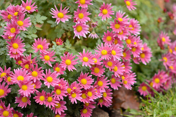 colorful blooming chrysanthemums in the garden and flower pot