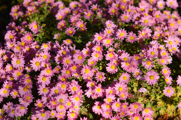 colorful blooming chrysanthemums in the garden and flower pot