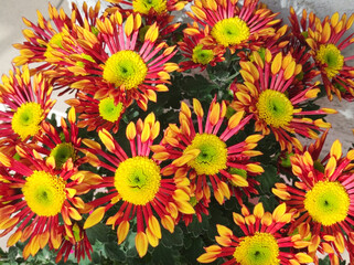colorful blooming chrysanthemums in the garden and flower pot