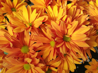 colorful blooming chrysanthemums in the garden and flower pot