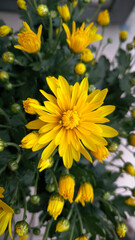 colorful blooming chrysanthemums in the garden and flower pot
