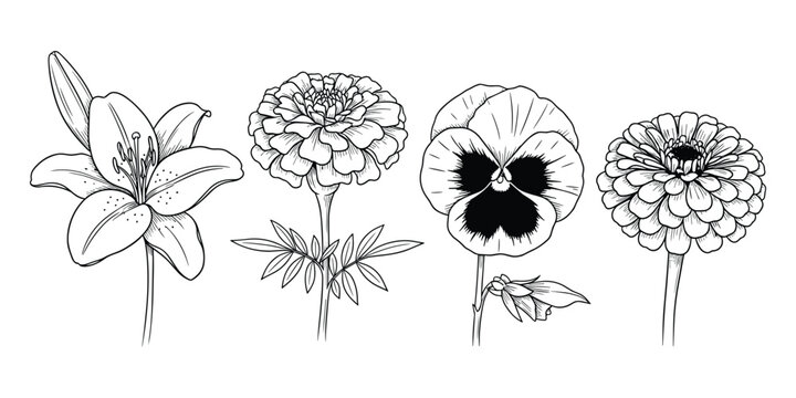 Detailed botanical illustration of a lily, marigold, pansy, and zinnia in monochrome.