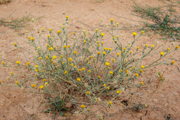 Yellow star-thistle with its yellow inflorescences. Centaurea solstitialis.