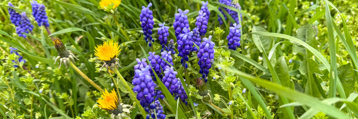 Vibrant grape hyacinths and dandelions dance amid verdant spring grass, embodying Earth Day's whimsical renewal and Beltane's floral splendor